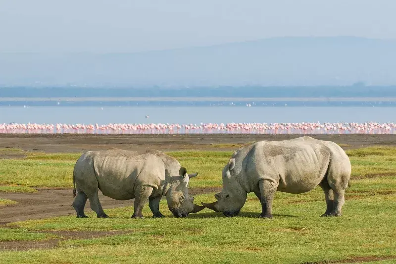 Footprints of Africa